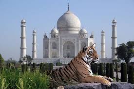 Tiger Tour & Golden Triangle