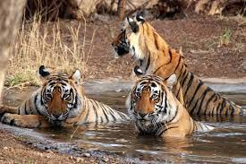 Great Indian Wildlife Tour